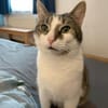 Leo sucht Zuhause als Einzelprinz