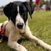 Sirius sucht Zuhause mit Struktur