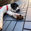 Sirius sucht Zuhause mit Struktur