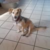 MABLE-hübsche, liebevolle Hündin