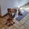 MABLE-hübsche, liebevolle Hündin