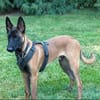 Seppi reinrassiger Malinois sucht  passendes Zuhause