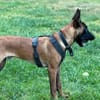 Seppi reinrassiger Malinois sucht  passendes Zuhause