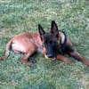 Seppi reinrassiger Malinois sucht  passendes Zuhause