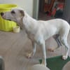 Geben Sie Artemis eine Chance?