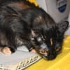 Lebhafte Palline sucht Zuhause