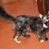 Lebhafte Palline sucht Zuhause