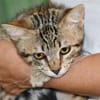 Priscilla sucht eigenes Körbchen
