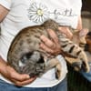 Priscilla sucht eigenes Körbchen