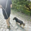 KURTCHEN ° Schäferhündin in Dackelformat