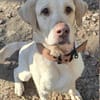 Benny sucht ein Zuhause