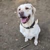 Benny sucht ein Zuhause
