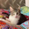 *RESERVIERT*mutiger kleiner Saw in Niddatal (ALM)