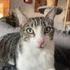 *RESERVIERT*mutiger kleiner Saw in Niddatal (ALM)