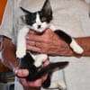 Neugieriger Cris sucht sein Traumzuhause