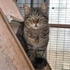 Ilver sucht liebevolles Zuhause
