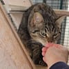 Ilver sucht liebevolles Zuhause
