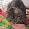 Ilver sucht liebevolles Zuhause