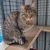 Ilver sucht liebevolles Zuhause