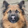 Branco sucht ein Zuhause