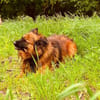 Branco sucht ein Zuhause
