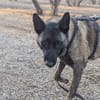 DAFNE, w., kastr., Malinois, 65 cm