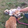 Flippy sucht ihre Menschen