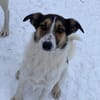 Ella verspielt und zutraulich