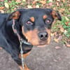Samson ein -Ein Mann Hund-