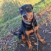Samson ein -Ein Mann Hund-