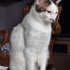 Novo  verschmuster junger Kater sucht Z