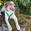 Robin sucht ein Zuhause