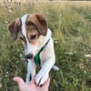 Robin sucht ein Zuhause