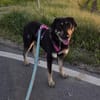 katzenverträgliche & ruhige Fanta