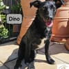 Dino  Wie wertvoll ein Leben ist!
