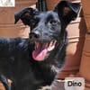 Dino  Wie wertvoll ein Leben ist!