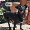 Dino  Wie wertvoll ein Leben ist!