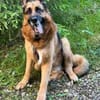 Maxl sucht dringend neues Zuhause