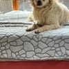 Nico auf Pflegestelle