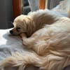 Nico auf Pflegestelle
