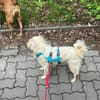 Nico auf Pflegestelle