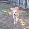 Ricky sucht ein Zuhause / Pflegestelle