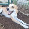 Ricky sucht ein Zuhause / Pflegestelle