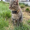 Gras unter den Pfoten: Malte in Ampfing