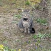 Gras unter den Pfoten: Malte in Ampfing