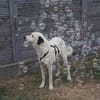 Verhelfen Sie Perro zum Glück?