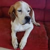 Lola sucht ein Zuhause / Pflegestelle