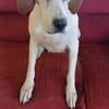 Lola sucht ein Zuhause / Pflegestelle