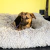 Nanda sucht ein neues zu Hause.