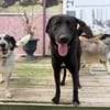 Nero sucht ein Zuhause / Pflegestelle